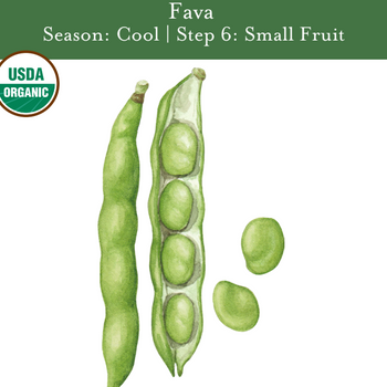 Fava Bean Seeds