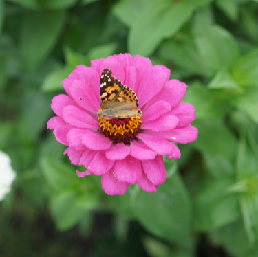 Pollinator Seed Collection