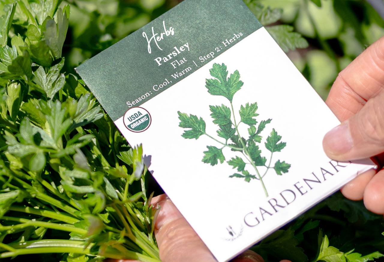 Flat-Leaf Parsley Seeds
