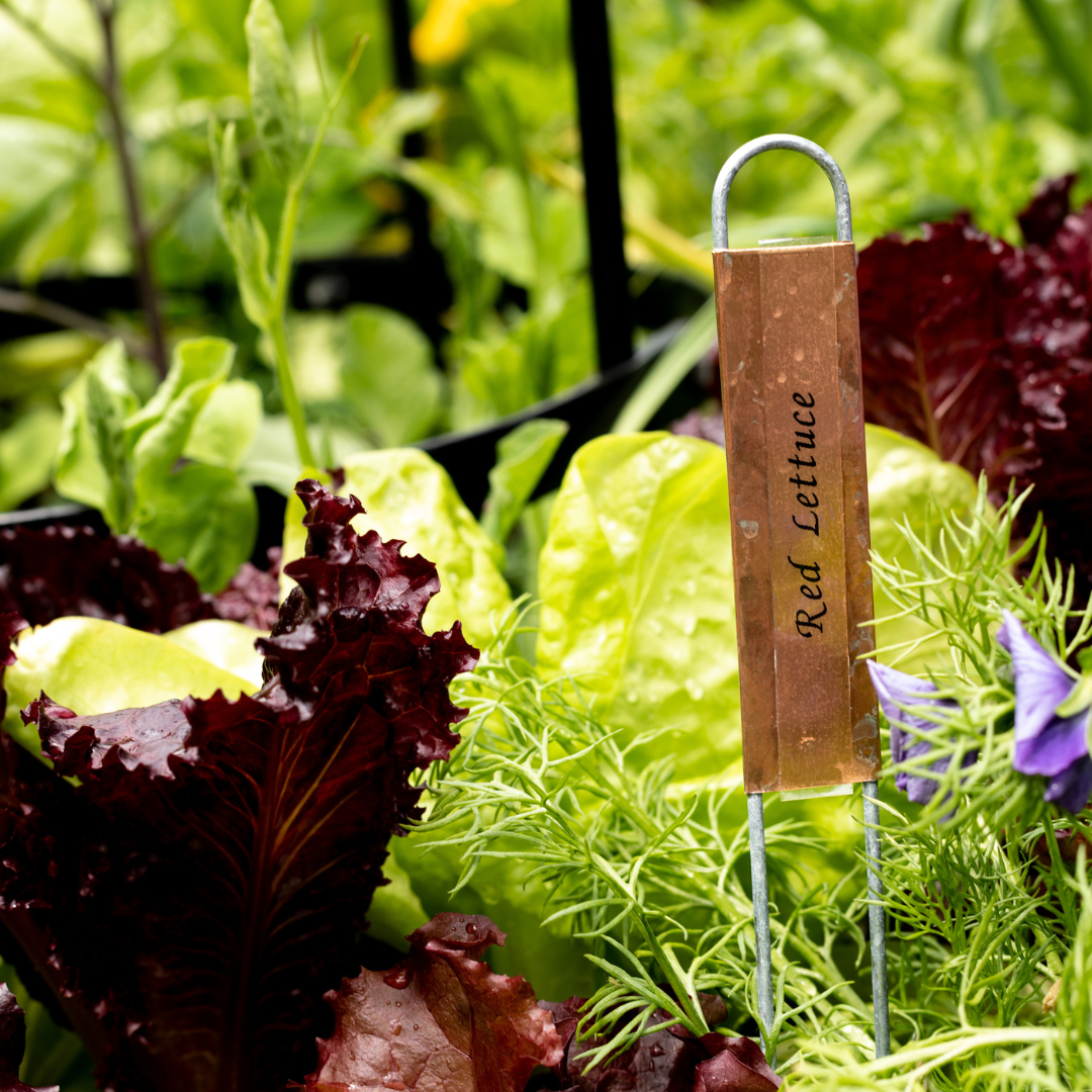 Copper Hairpin Plant Labels (12”)