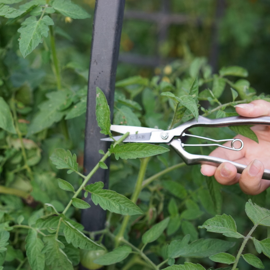 Stainless and Brass Precision Pruning Clippers