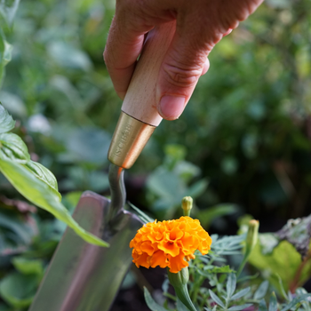 Stainless and Brass Long Thin Trowel