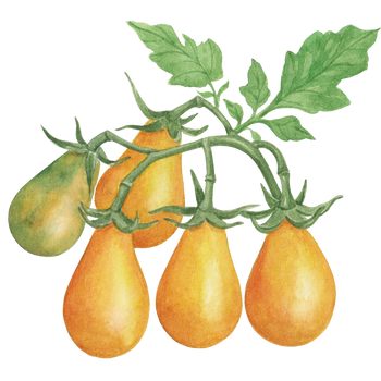 Yellow Pear Tomato Seeds