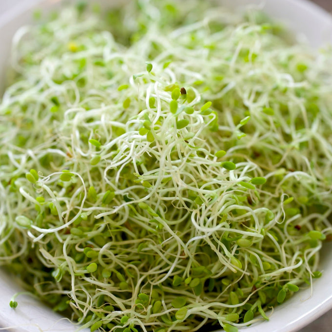 Alfalfa Sprout Seeds