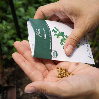 Cilantro Seeds