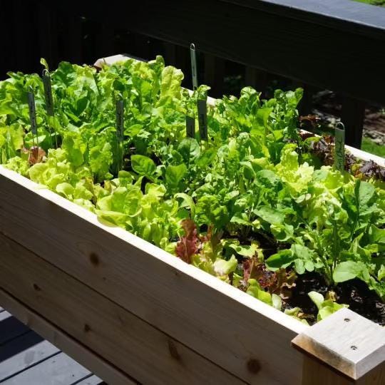 Simple Salad Box