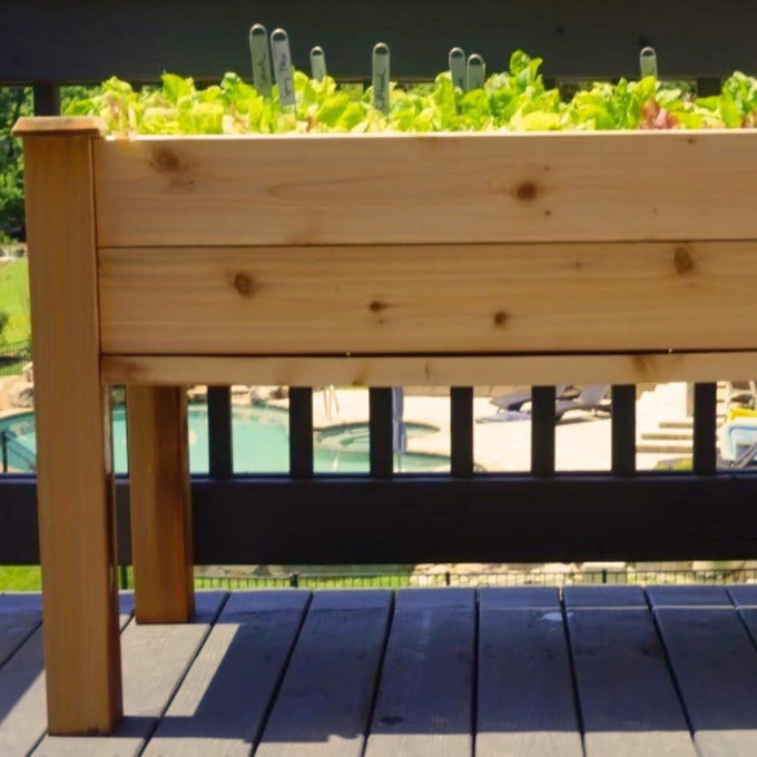 Simple Salad Box