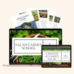 Salad Garden School
