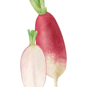 Radish - China Rose (Organic)
