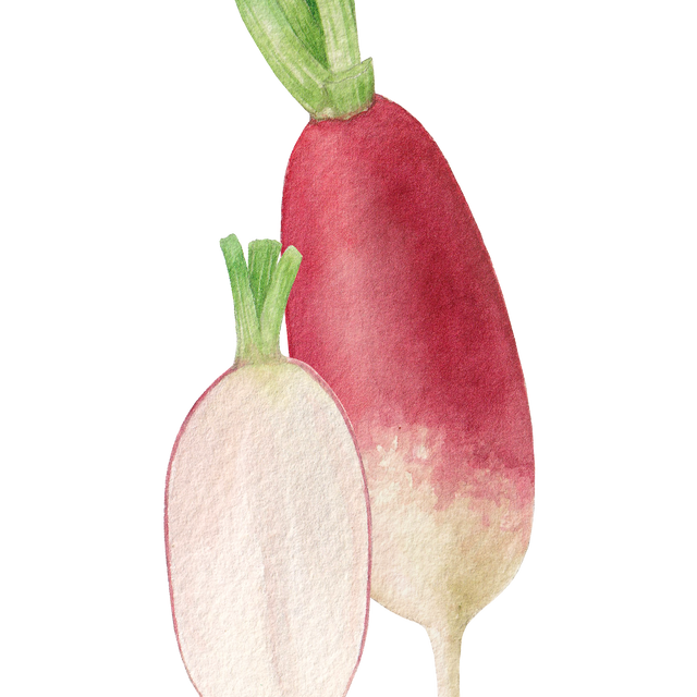Radish - China Rose (Organic)