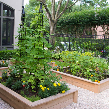 Standard Square Raised Kitchen Garden Package