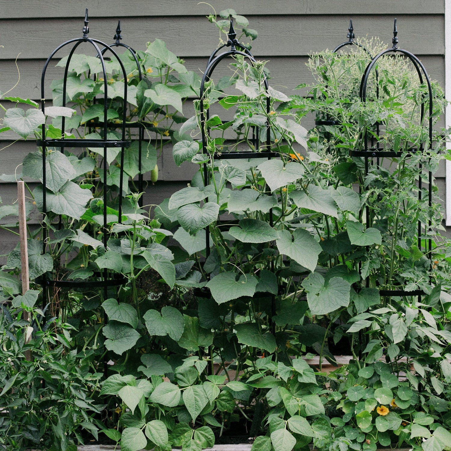 🎁 Wide Pillar Obelisk Trellis Kit (100% off)