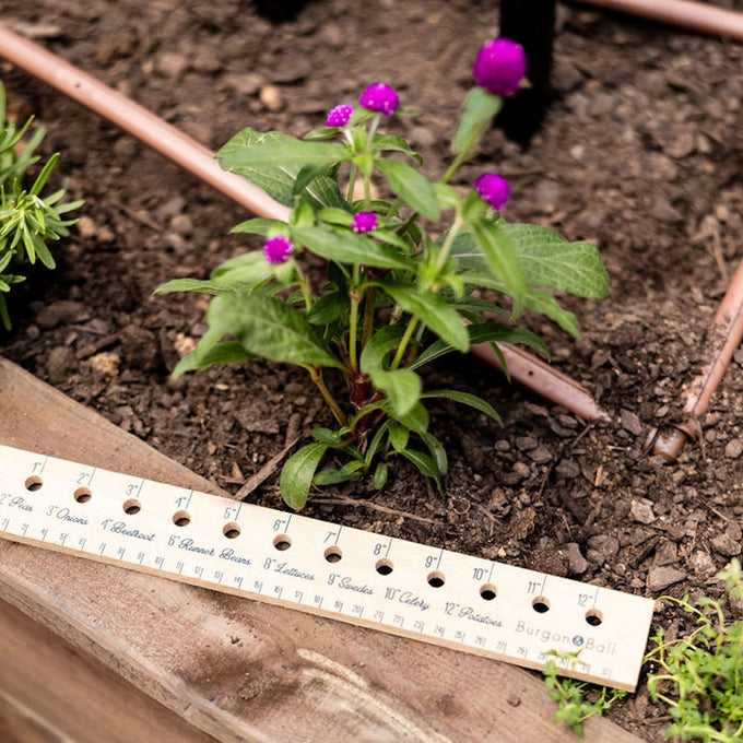 Wooden Planting Ruler