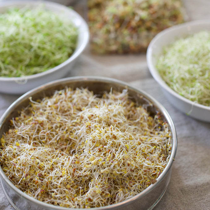 Alfalfa Sprout Seeds