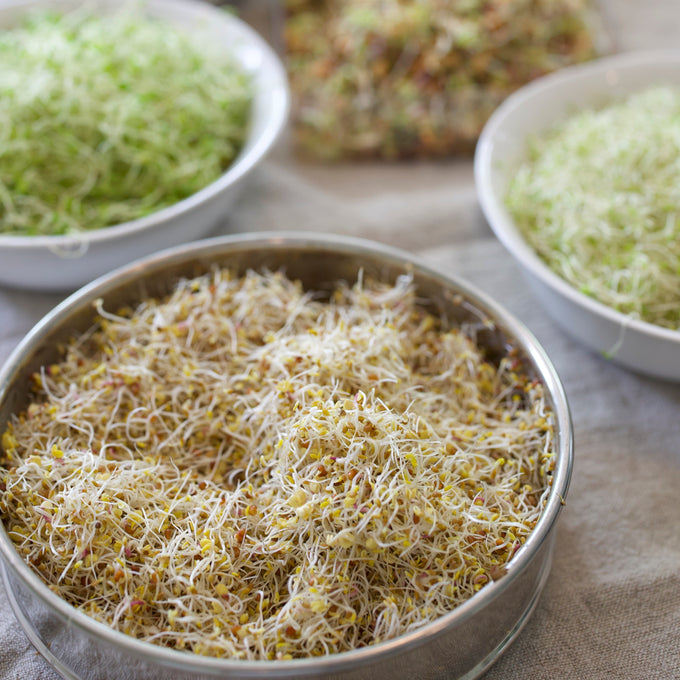 Broccoli Sprout Seeds