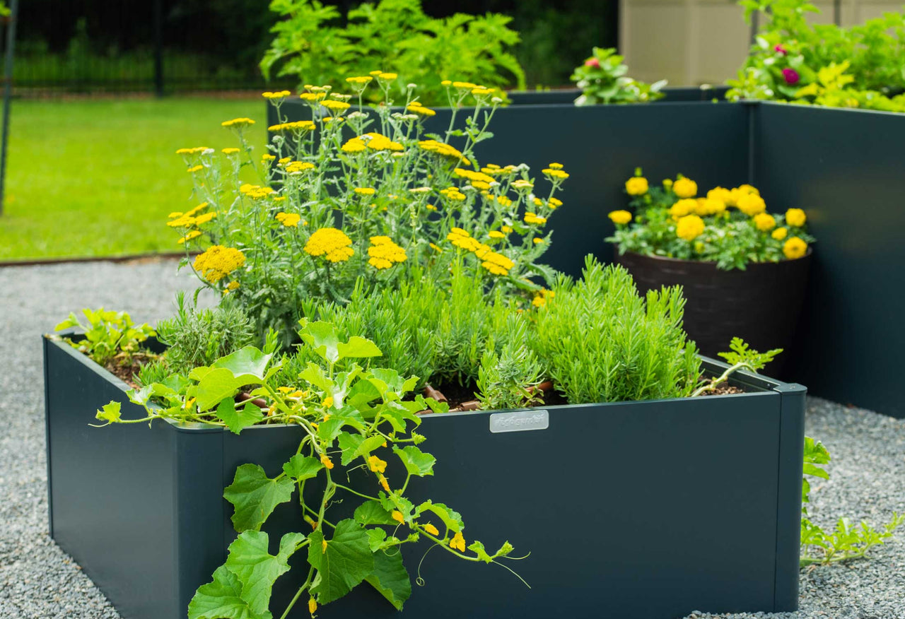 Modern Metal Raised Garden Bed 42" L x 42" W x 17"H