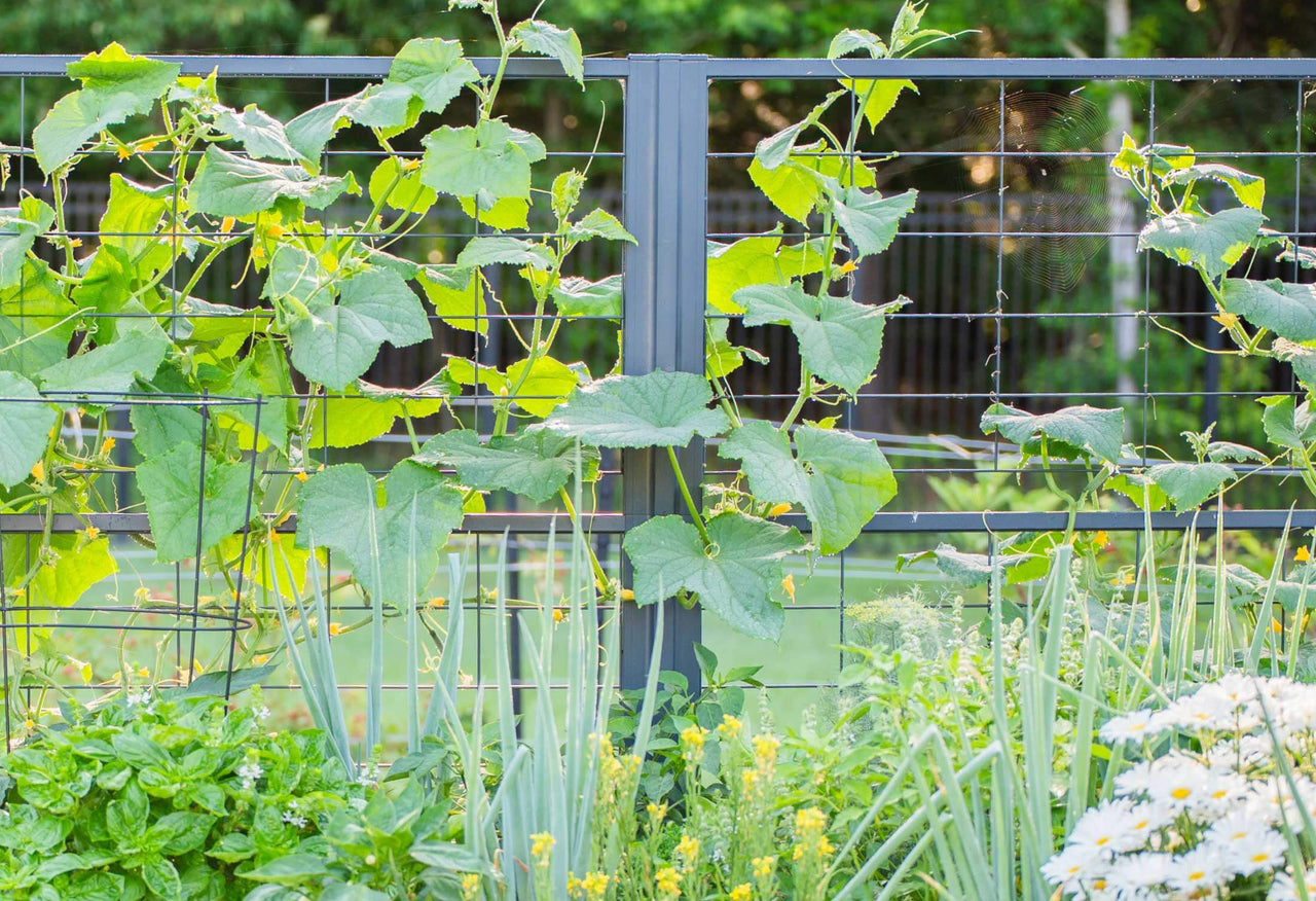 Vego Modern Privacy Trellis
