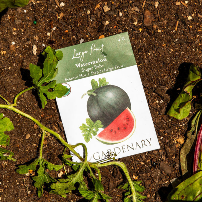 Small Watermelon Seeds